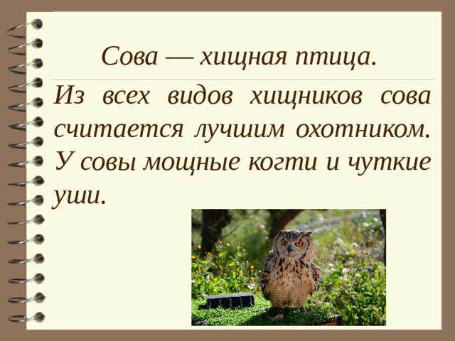 Сова — хищная птица. Из всех видов хищников сова считается лучшим охотником. У совы мощные когти и чуткие уши. 