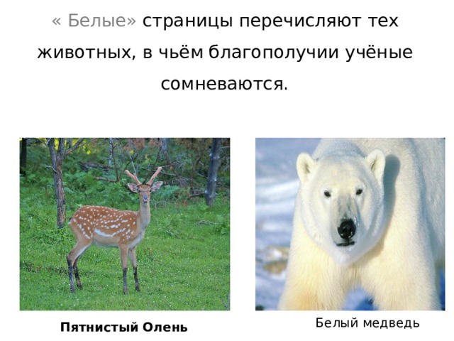 « Белые» страницы перечисляют тех животных, в чьём благополучии учёные сомневаются. Белый медведь Пятнистый   Олень 