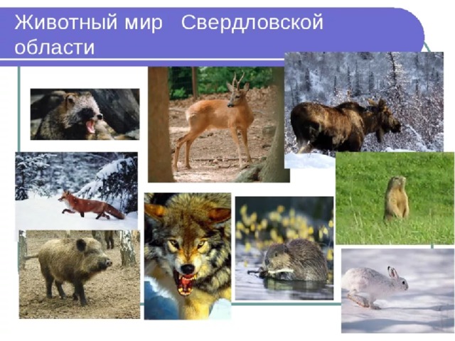Богат и разнообразен животный и растительный мир Свердловской области 