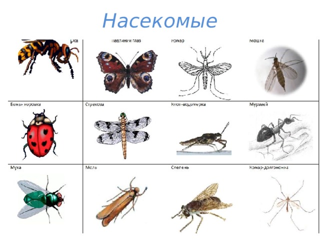 Насекомые 