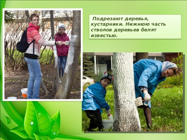  Подрезают деревья, кустарники. Нижнюю часть стволов деревьев белят известью. 