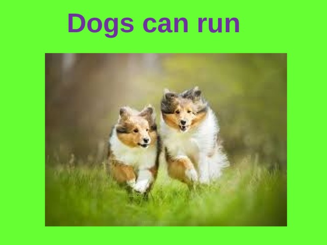 Dogs can run