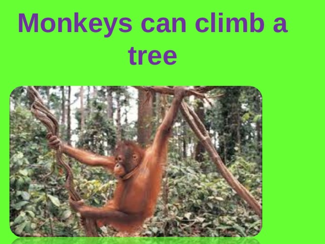 Monkeys can climb a tree