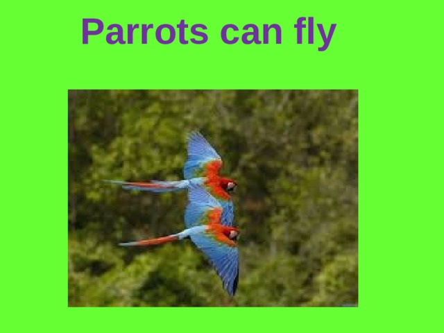Parrots can fly
