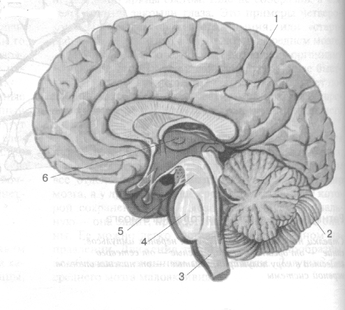Рисунок головного мозга 8 класс