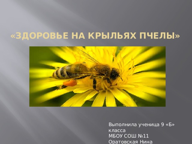 «Здоровье на крыльях пчелы» Выполнила ученица 9 «Б» класса МБОУ СОШ №11 Оратовская Нина 