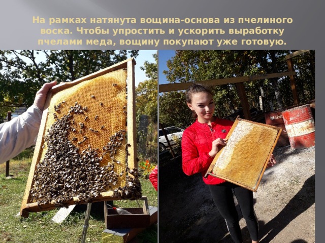 На рамках натянута вощина-основа из пчелиного воска. Чтобы упростить и ускорить выработку пчелами меда, вощину покупают уже готовую. 
