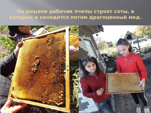 На вощине рабочие пчелы строят соты, в которых и находится потом драгоценный мед. 