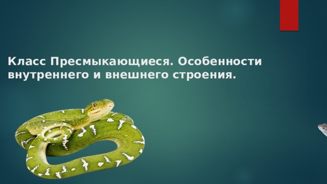 Класс Пресмыкающиеся. Особенности внутреннего и внешнего строения. 