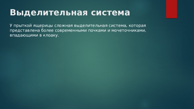 Выделительная система У прыткой ящерицы сложная выделительная система, которая представлена более современными почками и мочеточниками, впадающими в клоаку. 
