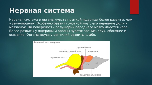 Нервная система Нервная система и органы чувств прыткой ящерицы более развиты, чем у земноводных. Особенно развит головной мозг, его передние доли и мозжечок. На поверхности полушарий переднего мозга имеется кора. Более развиты у ящерицы и органы чувств: зрение, слух, обоняние и осязание. Органы вкуса у рептилий развиты слабо. 