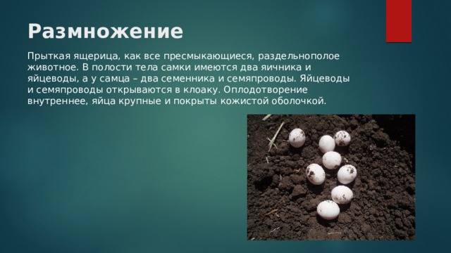 Размножение Прыткая ящерица, как все пресмыкающиеся, раздельнополое животное. В полости тела самки имеются два яичника и яйцеводы, а у самца – два семенника и семяпроводы. Яйцеводы и семяпроводы открываются в клоаку. Оплодотворение внутреннее, яйца крупные и покрыты кожистой оболочкой. 
