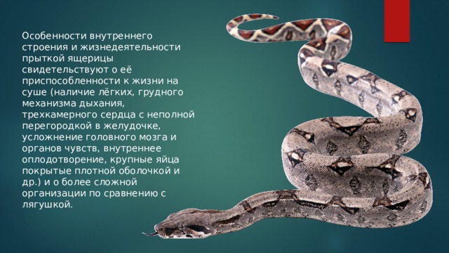 Особенности внутреннего строения и жизнедеятельности прыткой ящерицы свидетельствуют о её приспособленности к жизни на суше (наличие лёгких, грудного механизма дыхания, трехкамерного сердца с неполной перегородкой в желудочке, усложнение головного мозга и органов чувств, внутреннее оплодотворение, крупные яйца покрытые плотной оболочкой и др.) и о более сложной организации по сравнению с лягушкой. 