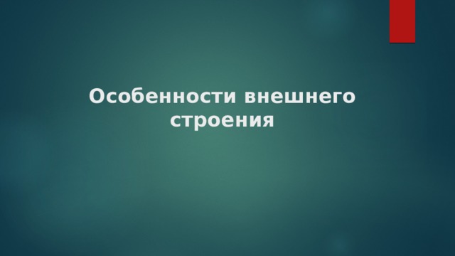 Особенности внешнего строения 
