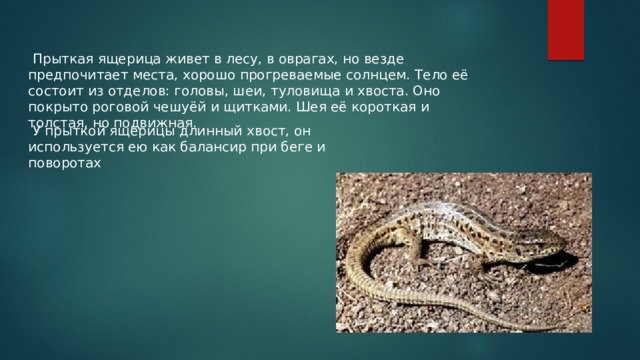  Прыткая ящерица живет в лесу, в оврагах, но везде предпочитает места, хорошо прогреваемые солнцем. Тело её состоит из отделов: головы, шеи, туловища и хвоста. Оно покрыто роговой чешуёй и щитками. Шея её короткая и толстая, но подвижная.  У прыткой ящерицы длинный хвост, он используется ею как балансир при беге и поворотах 