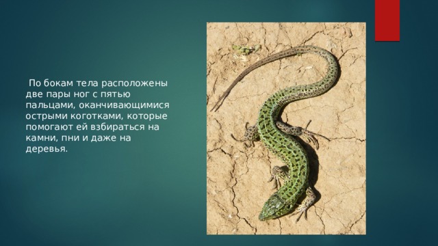  По бокам тела расположены две пары ног с пятью пальцами, оканчивающимися острыми коготками, которые помогают ей взбираться на камни, пни и даже на деревья. 