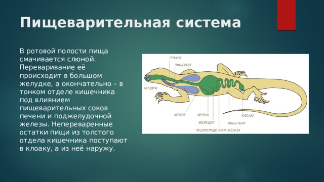 Пищеварительная система В ротовой полости пища смачивается слюной. Переваривание её происходит в большом желудке, а окончательно – в тонком отделе кишечника под влиянием пищеварительных соков печени и поджелудочной железы. Непереваренные остатки пищи из толстого отдела кишечника поступают в клоаку, а из неё наружу. 