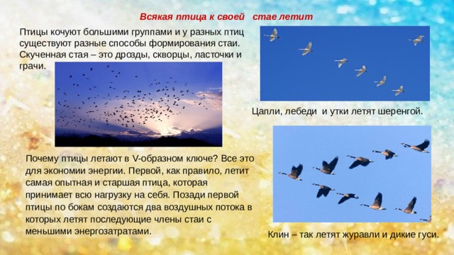 Всякая птица к своей стае летит  Птицы кочуют большими группами и у разных птиц существуют разные способы формирования стаи. Скученная стая – это дрозды, скворцы, ласточки и грачи. Цапли, лебеди и утки летят шеренгой. Почему птицы летают в V-образном ключе? Все это для экономии энергии. Первой, как правило, летит самая опытная и старшая птица, которая принимает всю нагрузку на себя. Позади первой птицы по бокам создаются два воздушных потока в которых летят последующие члены стаи с меньшими энергозатратами.  Клин – так летят журавли и дикие гуси. 