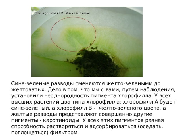 Впервые значение хлорофилла установил русский ученый. Экстракция хлорофилла. Флуоресценция хлорофилла. Флуоресценция хлорофилла лабораторная работа. Потеря хлорофилла.