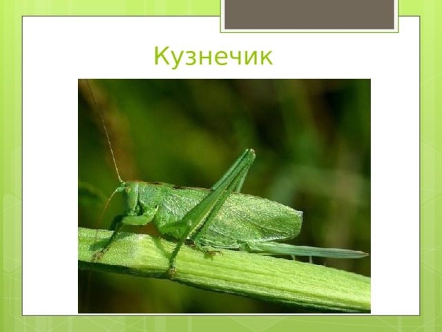 Кузнечик 