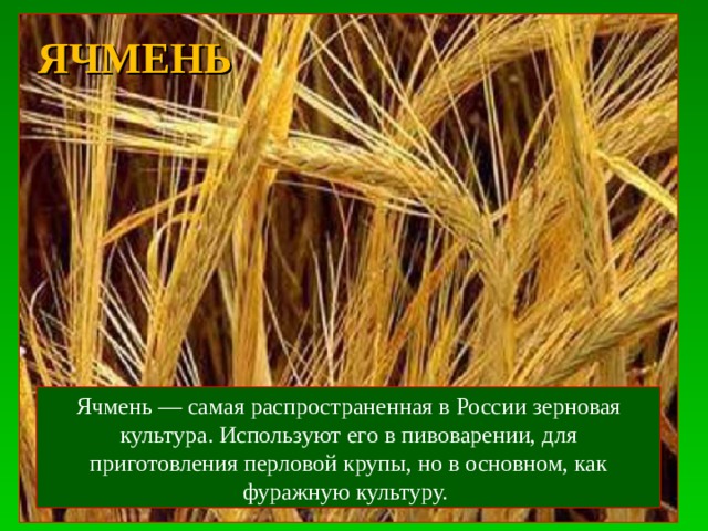 Сельское хозяйство растениеводство 10 класс презентация