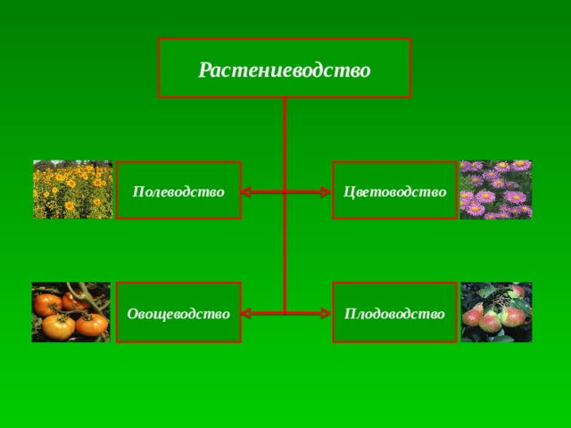 Растениеводство 6 класс технология презентация