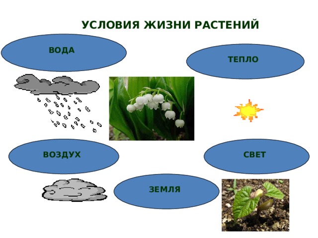 Виды условий жизни