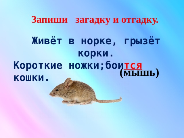  Запиши загадку и отгадку.     Живёт в норке, грызёт корки. Короткие ножки;бои тся кошки. (мышь) 