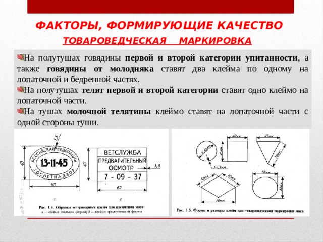 ФАКТОРЫ, ФОРМИРУЮЩИЕ КАЧЕСТВО ТОВАРОВЕДЧЕСКАЯ МАРКИРОВКА  На полутушах говядины первой и второй категории упитанности , а также говядины от молодняка ставят два клейма по одному на лопаточной и бедренной частях. На полутушах телят первой и второй категории ставят одно клеймо на лопаточной части. На тушах молочной телятины клеймо ставят на лопаточной части с одной стороны туши. 
