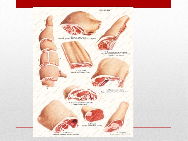 Мясо мдк. Плакаты товароведения. Товароведение мяса мяса. Плакат на тему Товароведение. Маркировка мяса.