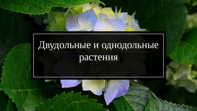 Двудольные и однодольные растения 