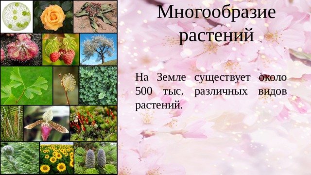 Многообразие растений На Земле существует около 500 тыс. различных видов растений. 