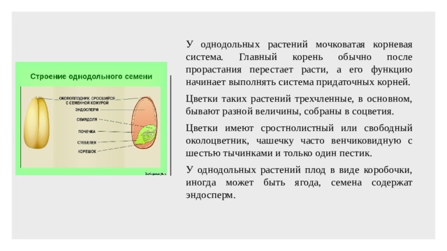 У однодольных растений мочковатая корневая система. Главный корень обычно после прорастания перестает расти, а его функцию начинает выполнять система придаточных корней. Цветки таких растений трехчленные, в основном, бывают разной величины, собраны в соцветия. Цветки имеют сростнолистный или свободный околоцветник, чашечку часто венчиковидную с шестью тычинками и только один пестик. У однодольных растений плод в виде коробочки, иногда может быть ягода, семена содержат эндосперм. 