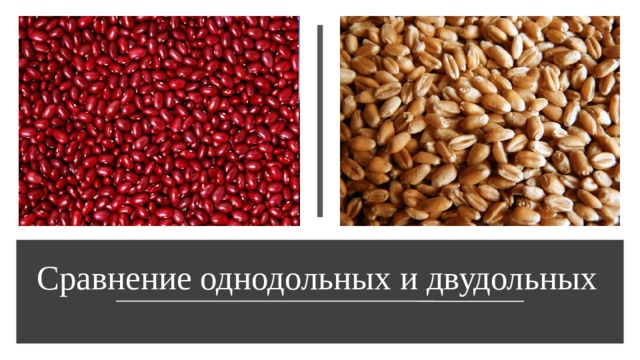 Сравнение однодольных и двудольных 