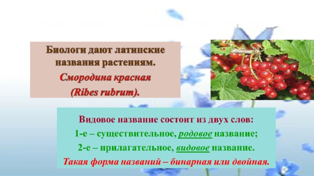 Как даются названия растениям? 