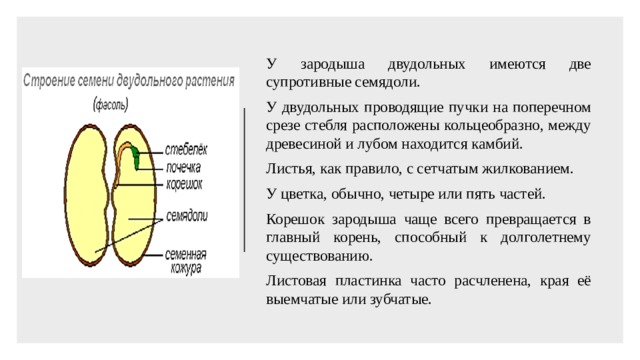 Зародыш содержит две семядоли