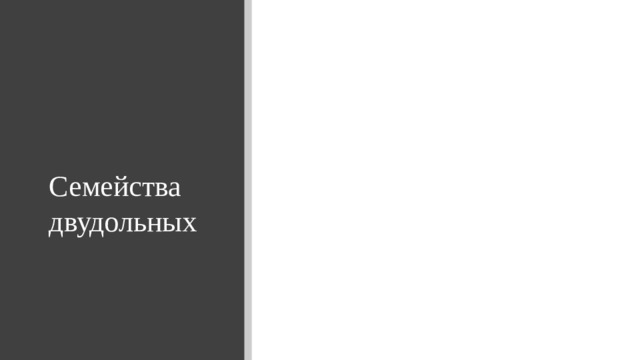  Семейства двудольных 