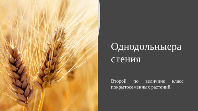 Однодольныерастения Второй по величине класс покрытосеменных растений. 