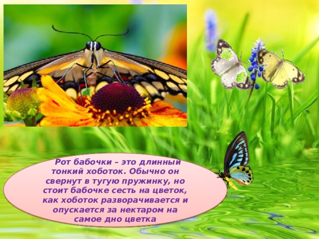 Рот бабочки – это длинный тонкий хоботок. Обычно он свернут в тугую пружинку, но стоит бабочке сесть на цветок, как хоботок разворачивается и опускается за нектаром на самое дно цветка