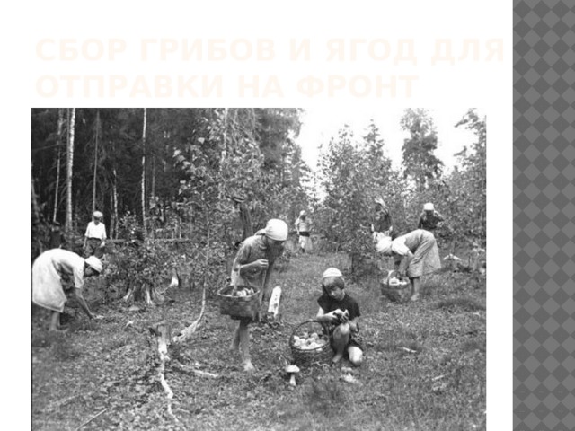 Сбор грибов и ягод для отправки на фронт 