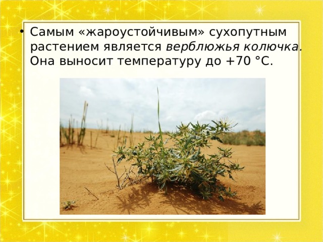 Самым «жароустойчивым» сухопутным растением является верблюжья колючка. Она выносит температуру до +70 °С. 