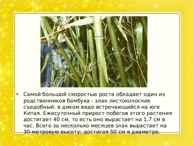Самой большой скоростью роста обладает один из родственников бамбука - злак листоколосник съедобный, в диком виде встречающийся на юге Китая. Ежесуточный прирост побегов этого растения достигает 40 см, то есть оно вырастает на 1,7 см в час. Всего за несколько месяцев злак вырастает на 30-метровую высоту; достигая 50 см в диаметре.  