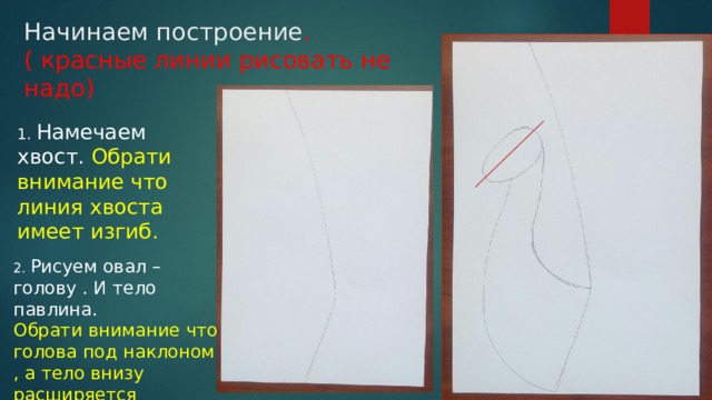 Начинаем построение . ( красные линии рисовать не надо)   1. Намечаем хвост. Обрати внимание что линия хвоста имеет изгиб. 2. Рисуем овал –голову . И тело павлина. Обрати внимание что голова под наклоном , а тело внизу расширяется 