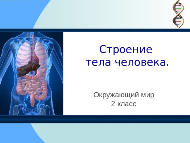 Презентация к уроку окр.мира "Строение человека"