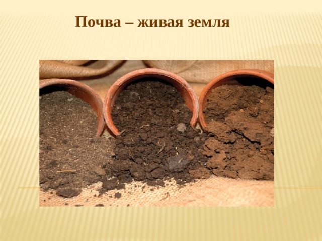 Почва – живая земля 