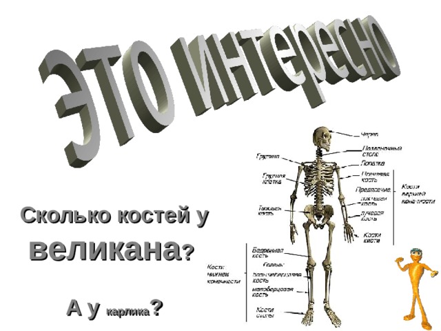 Сколько костей у взрослого человека