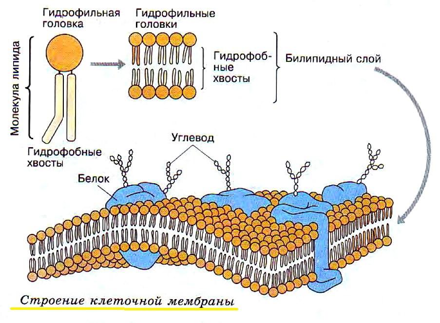 Строение клеточной мембраны рисунок с подписями