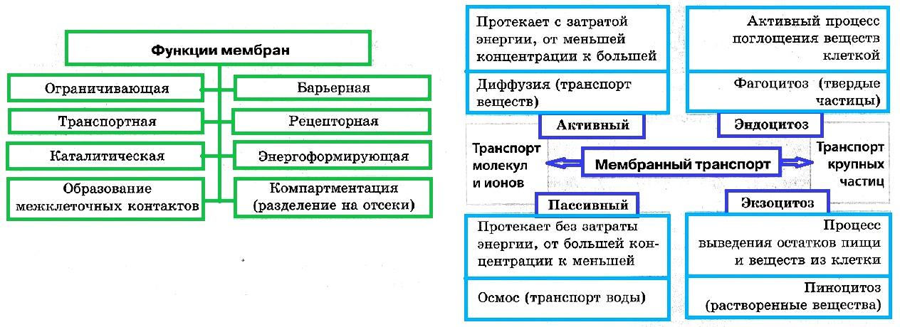 Клеточная мембрана строение и функции таблица