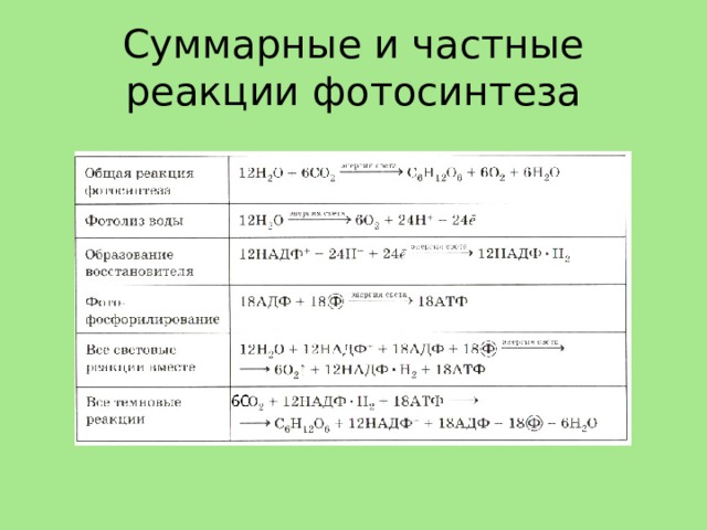 Фазы фотосинтеза таблица. Суммарное уравнение реакции фотосинтеза. Суммарные и частные реакции фотосинтеза. Суммарные уравнения и частные реакции фотосинтеза. Суммарные уравнения и частные реакции фотосинтеза таблица.