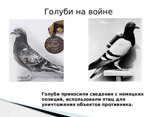 Голуби на войне Голуби приносили сведения с немецких позиций, использовали птиц для уничтожения объектов противника. 
